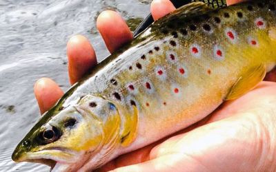 Pêche truite fario